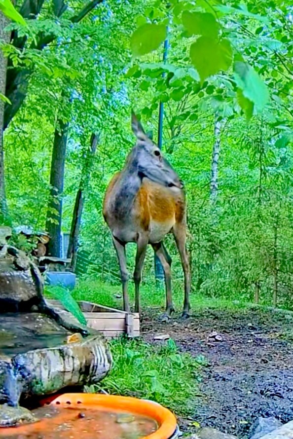 livebirdspoland_8024c5ee5971ad0ad31864551a6779d8.jpg