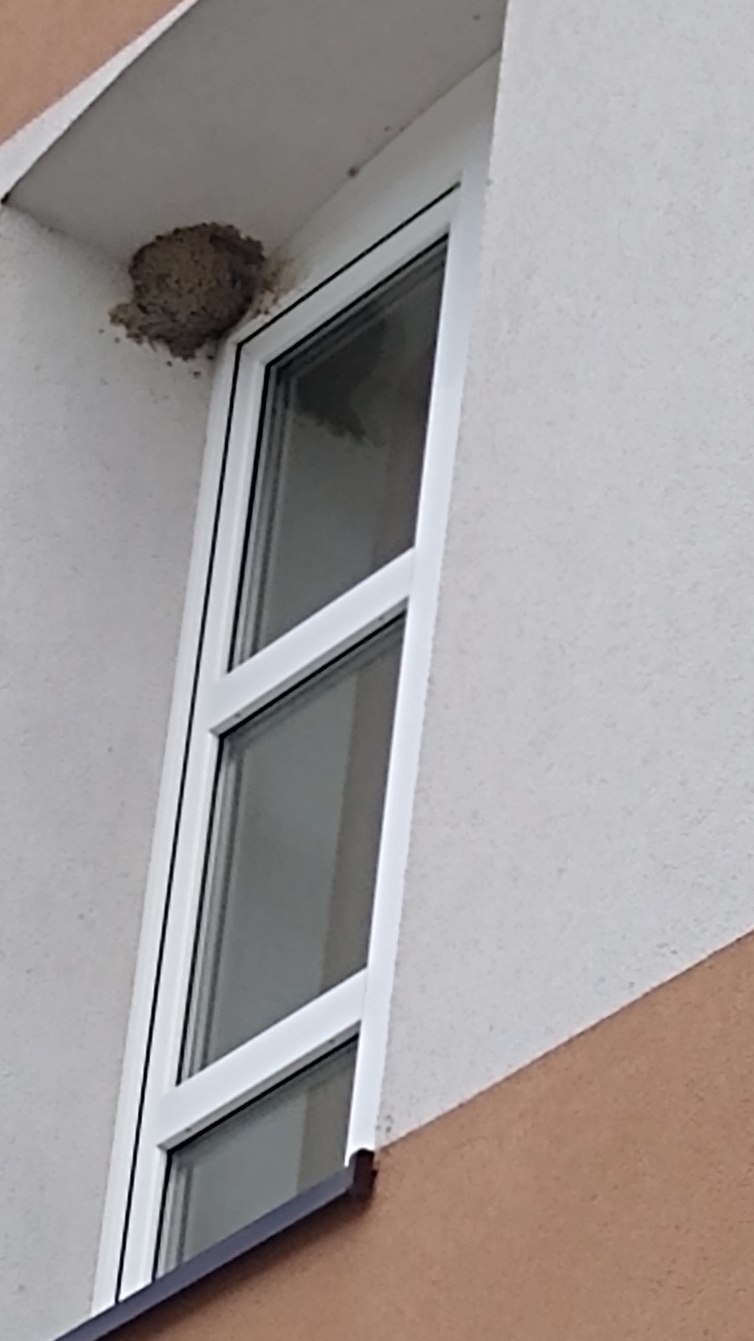 livebirdspoland_ab215305517b138a63e5a4fe33f92eee.jpg