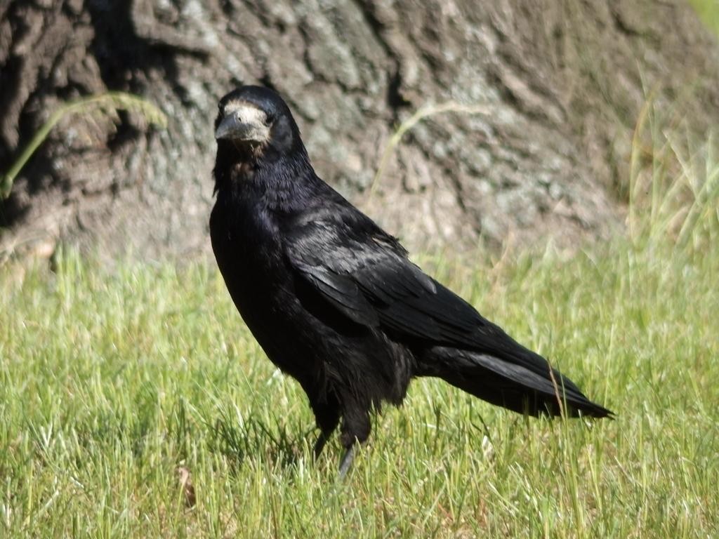livebirdspoland_51de471d0a4641005972a997f5249167.jpg