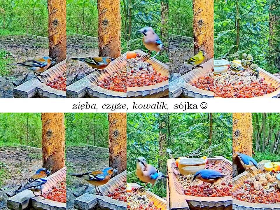 livebirdspoland_cd386d17191e93b7db70f60dda80f1f5.jpg