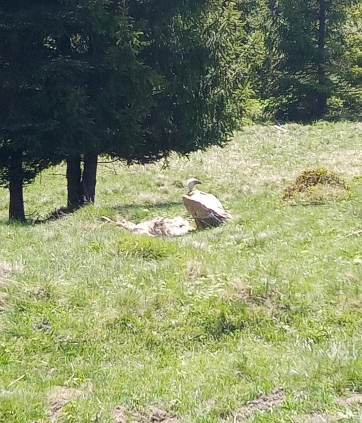 livebirdspoland_ede25ae6bcf9c372ca5eb27aaebadece.png