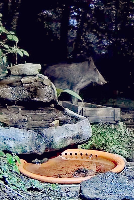 livebirdspoland_f8d2b6da0fb07faf804a1758b315e02a.jpg