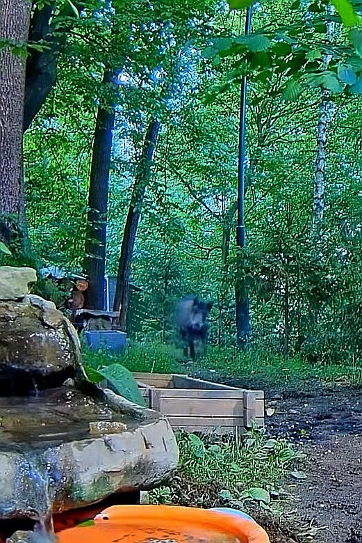 livebirdspoland_f9295e2c55f574564416f9d8202a212d.jpg