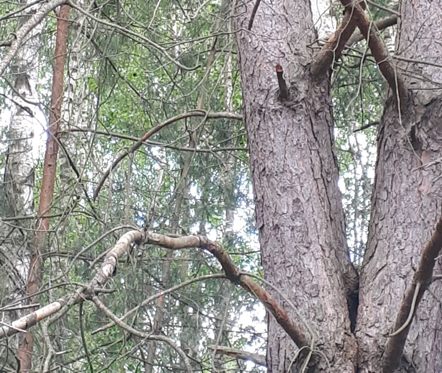 livebirdspoland_1ed332e392f1a9dc738e433403a0f9d9.jpg