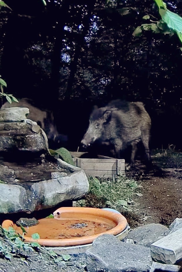 livebirdspoland_e64acc28d4e2f728528f2480237022d0.jpg