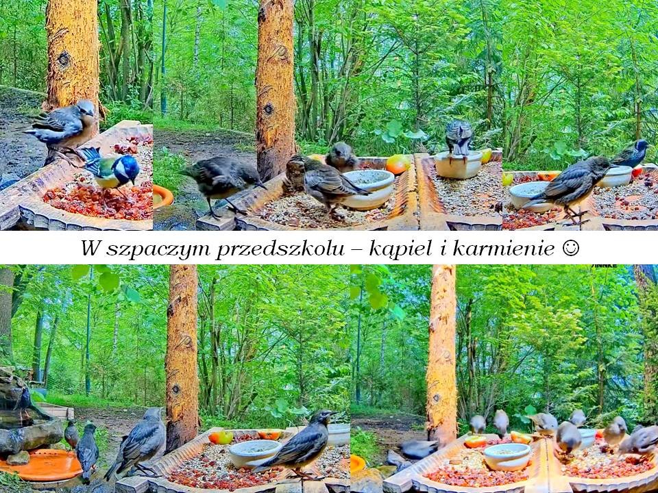 livebirdspoland_2f98b2eac8b1c70e5ba66ad44252fbab.jpg