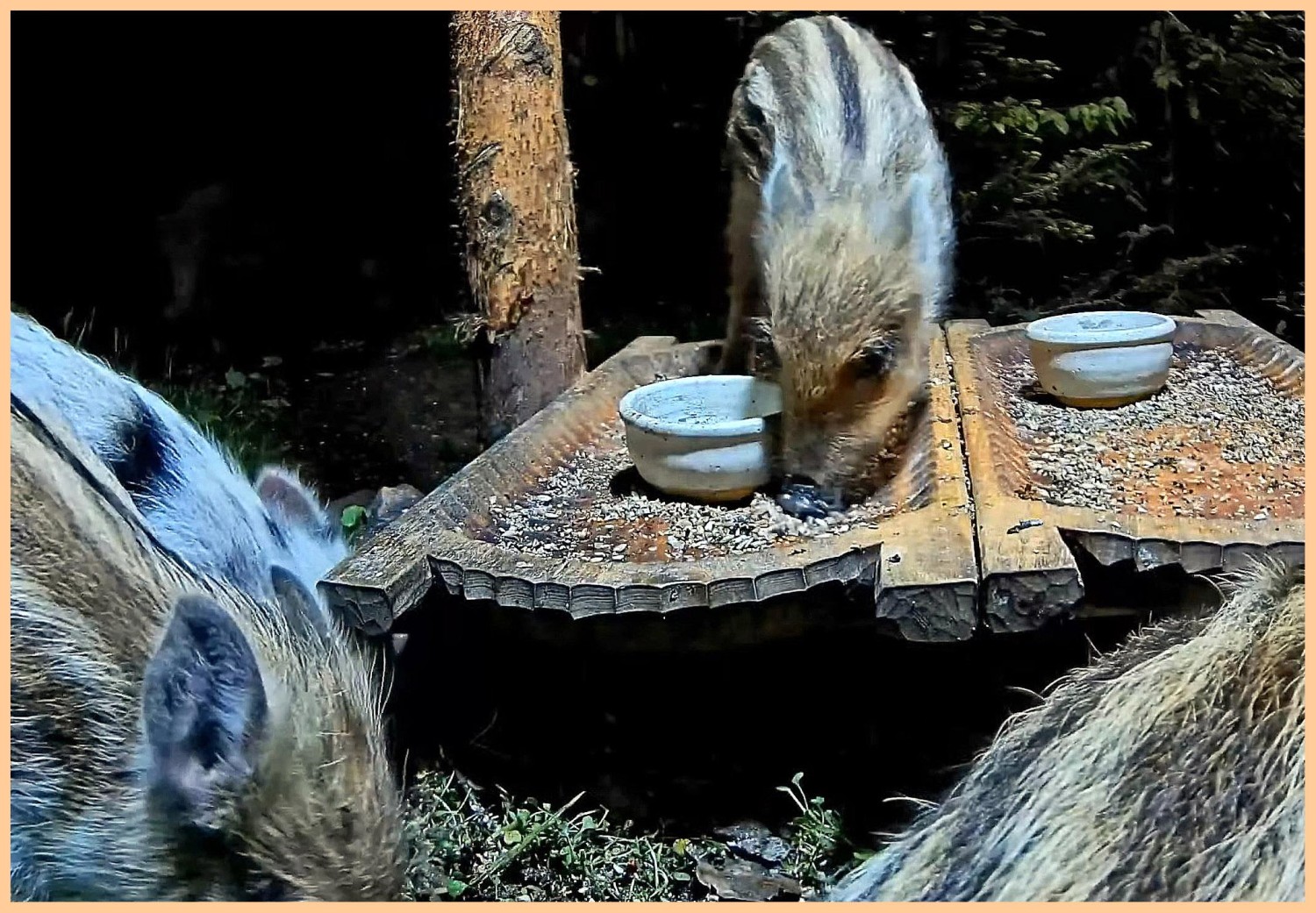 livebirdspoland_5e1436517221c4d0a28a839b47806eb7.jpg