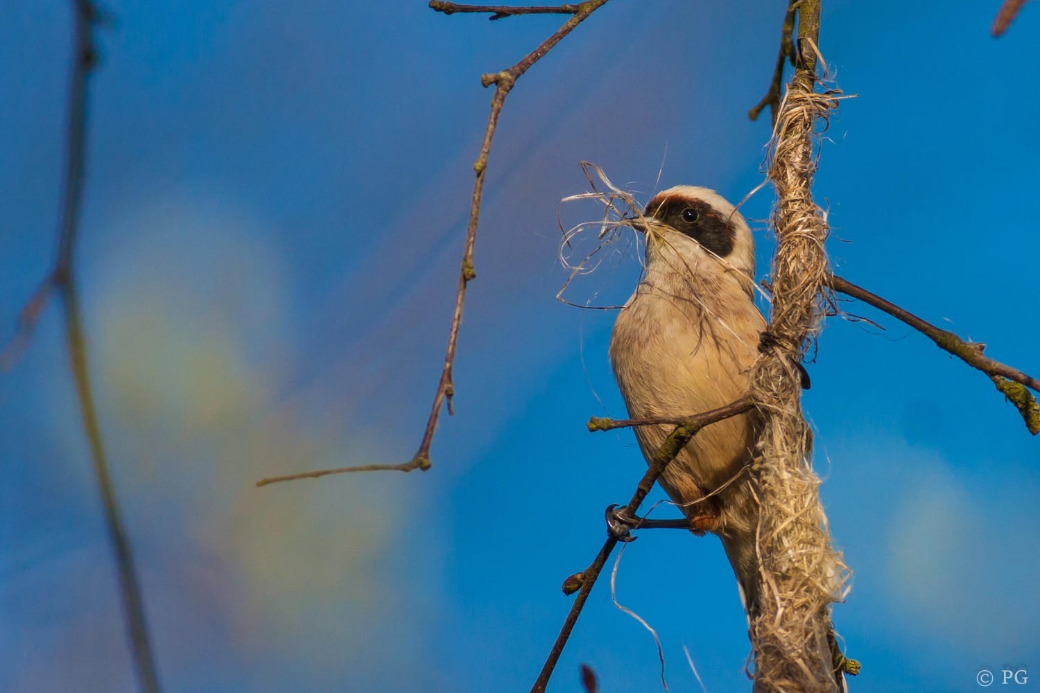 livebirdspoland_7b1346b45fd789a467c7f7310fc078d7.jpg