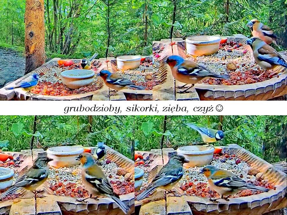 livebirdspoland_8f14570c07add3da8f01499ad7c7eb0a.jpg