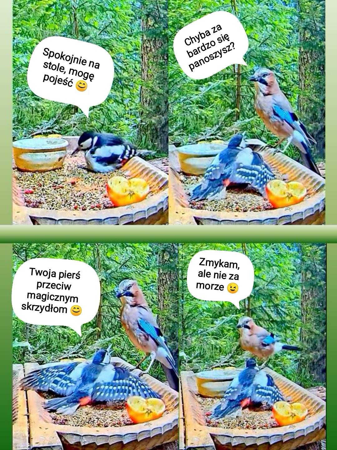 livebirdspoland_933c3e88cbf3d76f0665b2c049d371b2.jpg