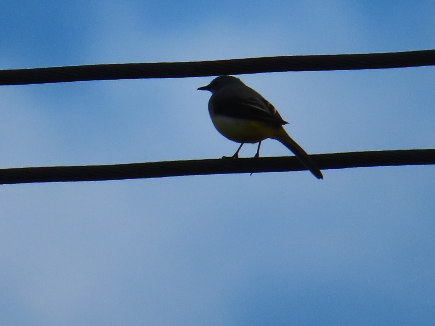 livebirdspoland_4017982a5941164d28e588dd356d899d.jpg