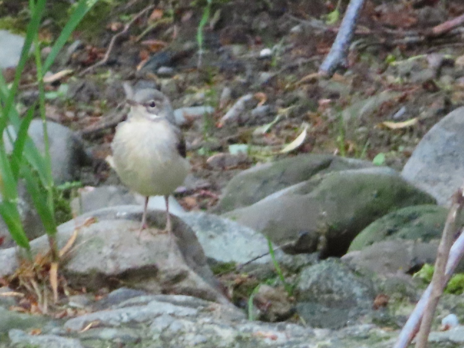 livebirdspoland_89b3fc9ef7ed407d2ba2ad5f26836440.jpg