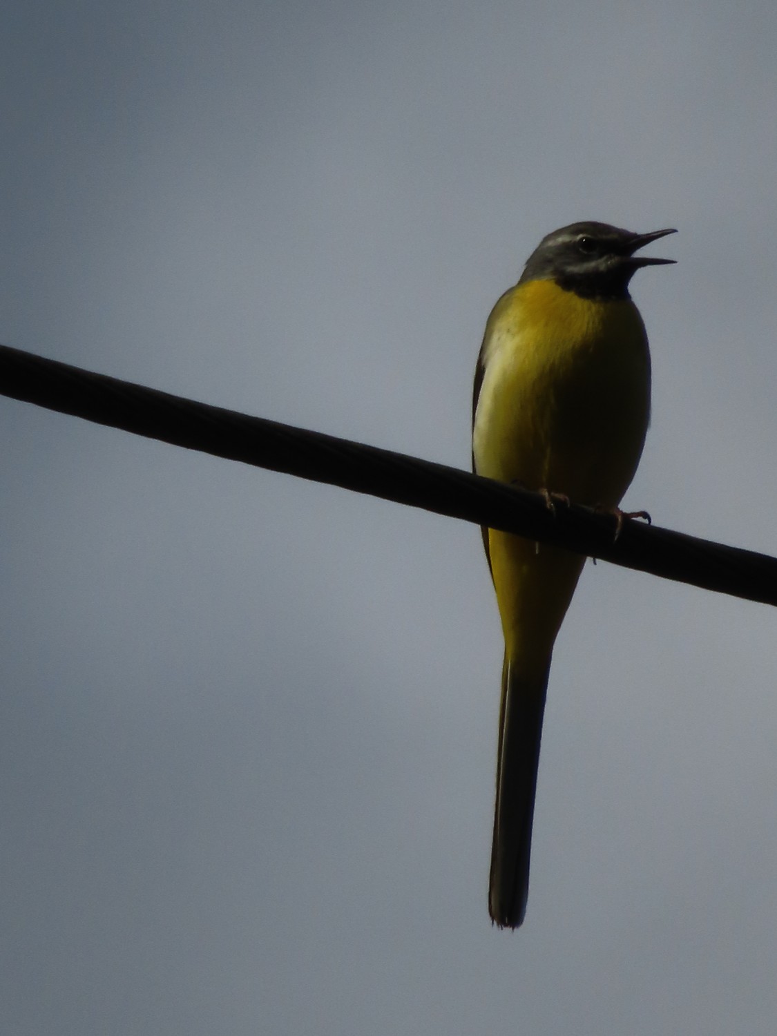 livebirdspoland_212887565ec22f9d255e5e3be835b9f0.jpg