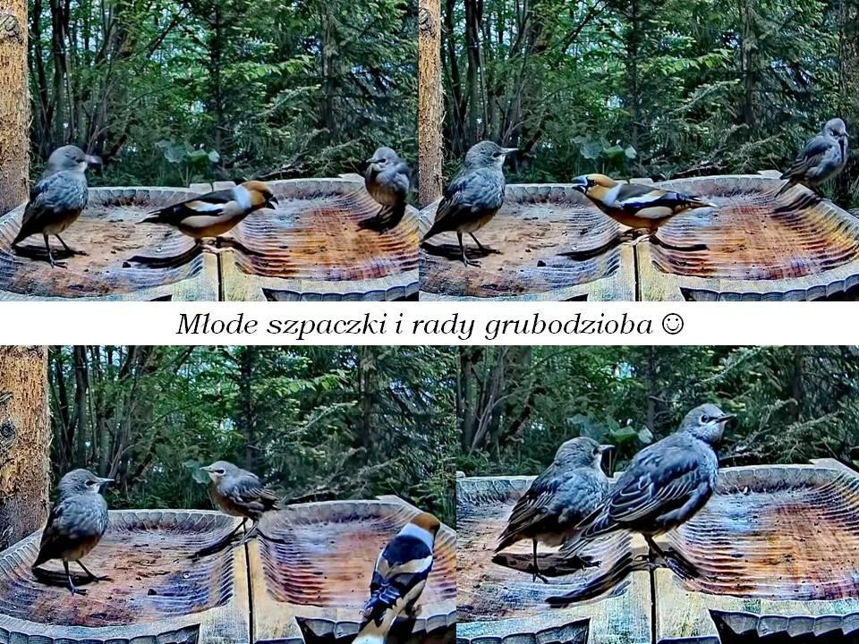 livebirdspoland_ec1039d9a761c4c60dd620d5df0a8a1b.jpg