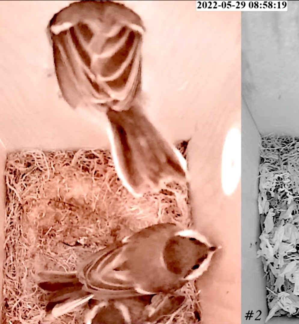 livebirdspoland_807db2abfce402d2ab0ef72f9b3694ff.jpg