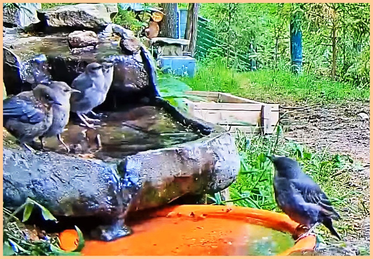 livebirdspoland_8e2bc6fed8003811abf1a88af0cc33a9.jpg