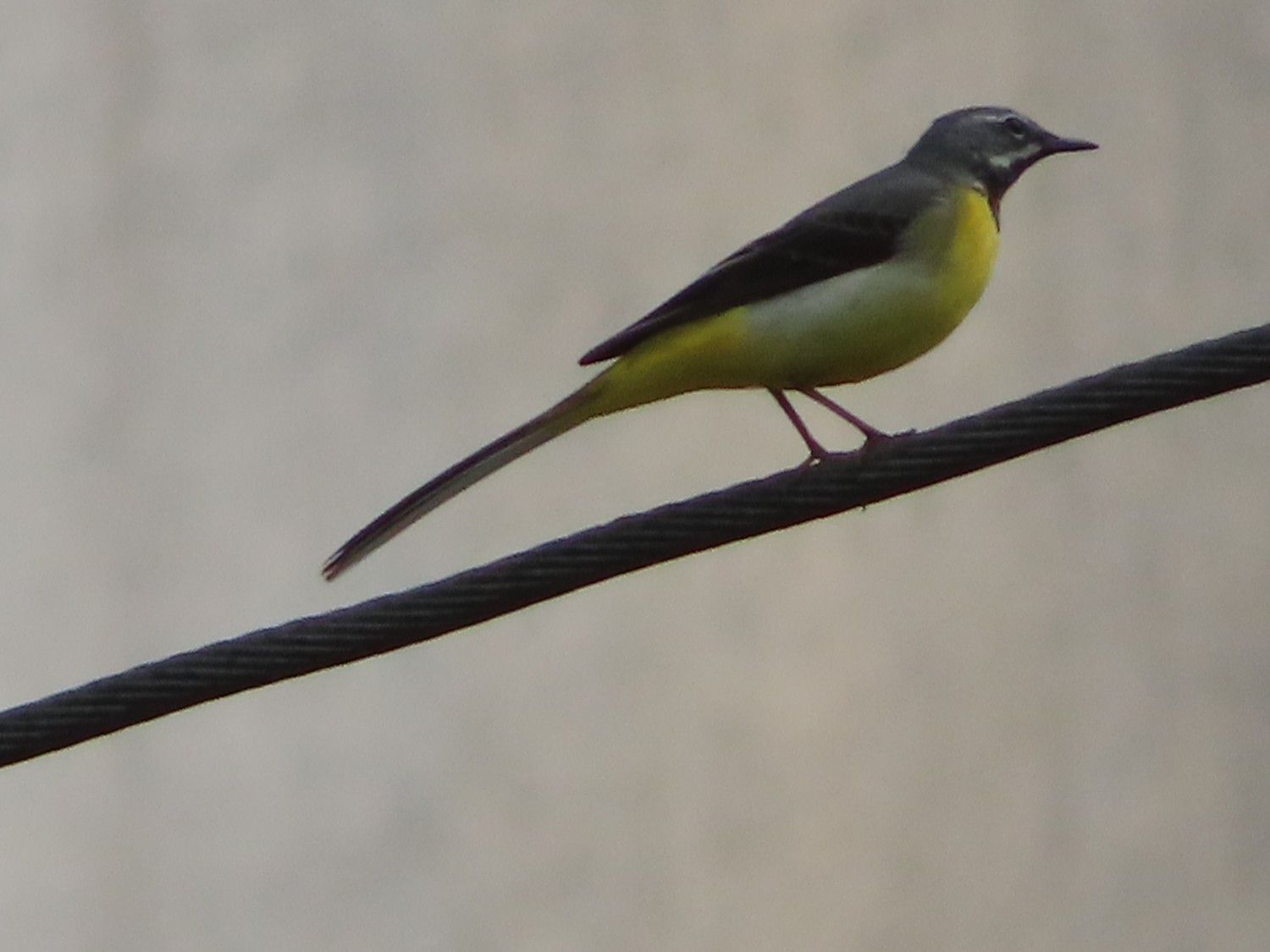 livebirdspoland_2022b9d78fcfb49dabab558d3f0e6e1e.jpg