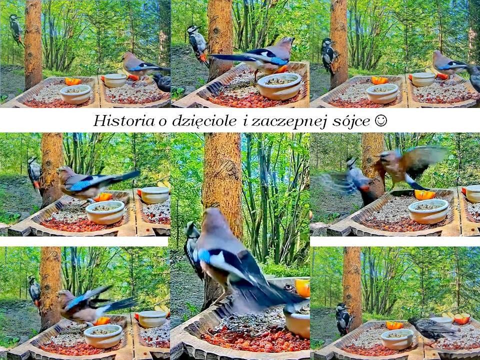 livebirdspoland_3e9238878a547ec6b1d8920714c41ff9.jpg