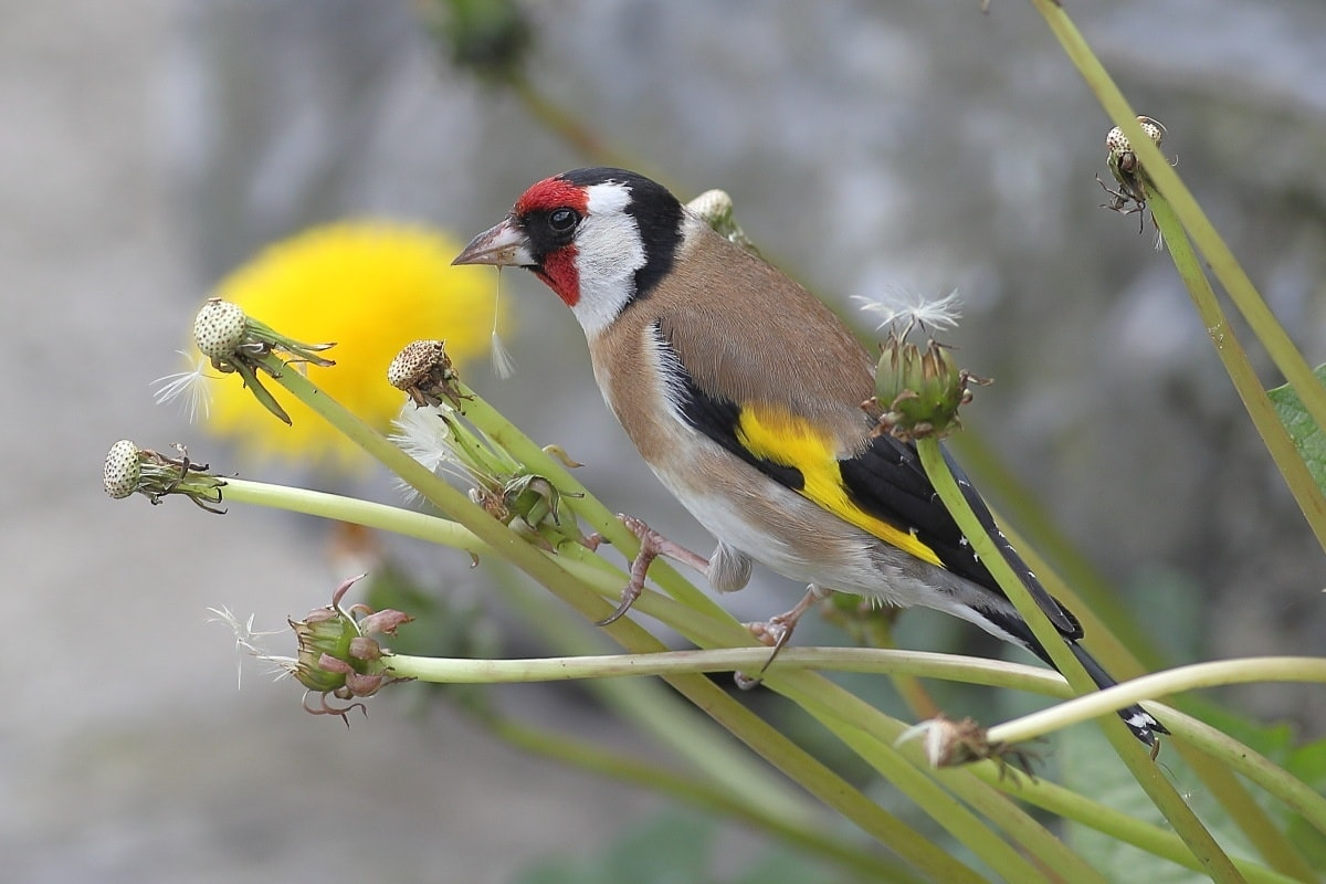 livebirdspoland_e68bf93ecd2312e7b02ac6bc4634da15.png