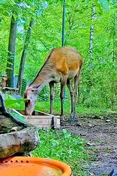 livebirdspoland_de148e0844e9fd9f2bf5e2c4be6a9b97.jpg