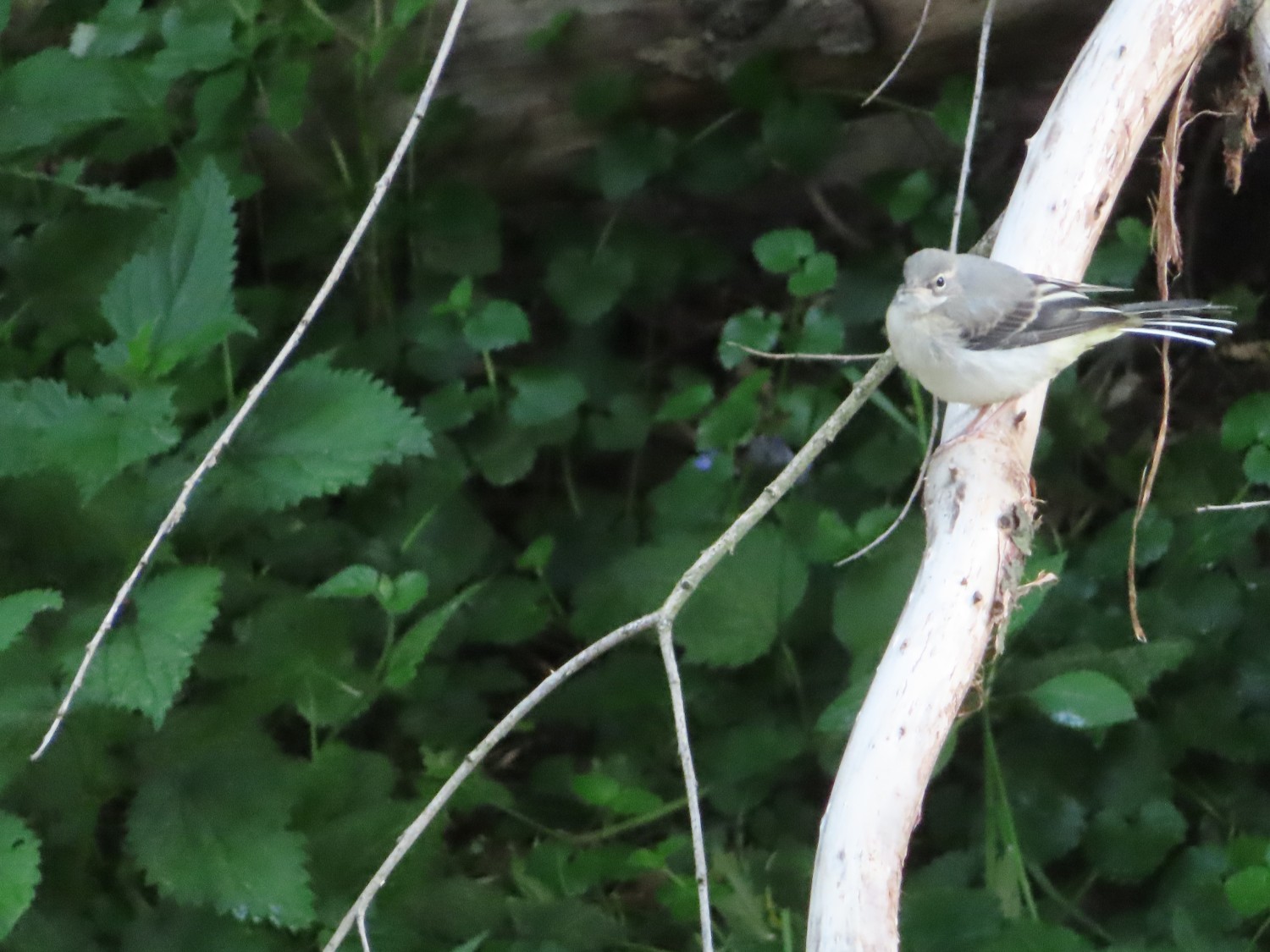 livebirdspoland_f83707c3e936020cf38eb5e605939bf5.jpg