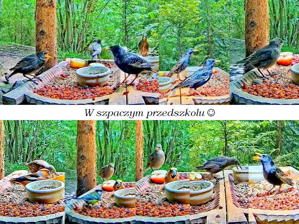 livebirdspoland_39bc736f9233e2b2224734262440c5db.jpg