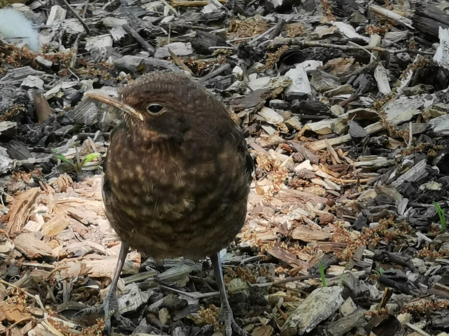 livebirdspoland_f59a67dea0ed483207c446551938c39f.jpg