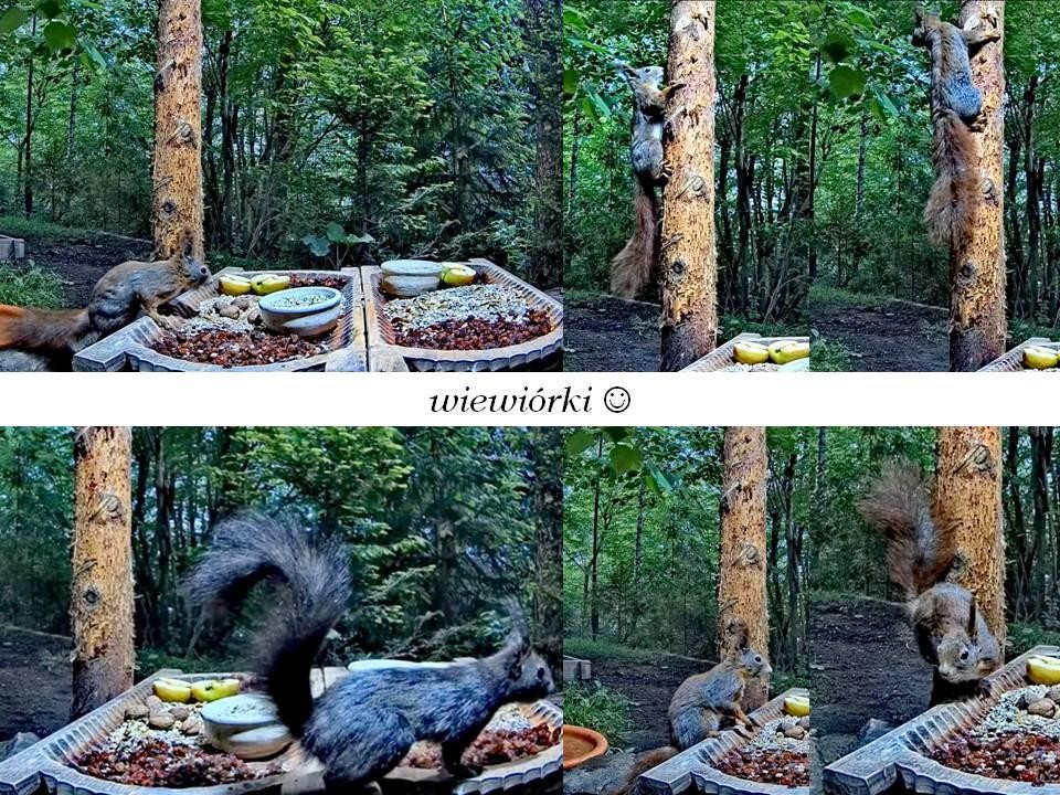 livebirdspoland_a7203e08f79df6f0c747fbdce2d0f0ca.jpg