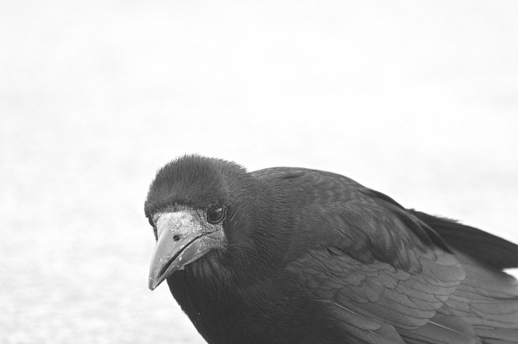 livebirdspoland_54a99de1ed3c7617987a75fca1421713.jpg