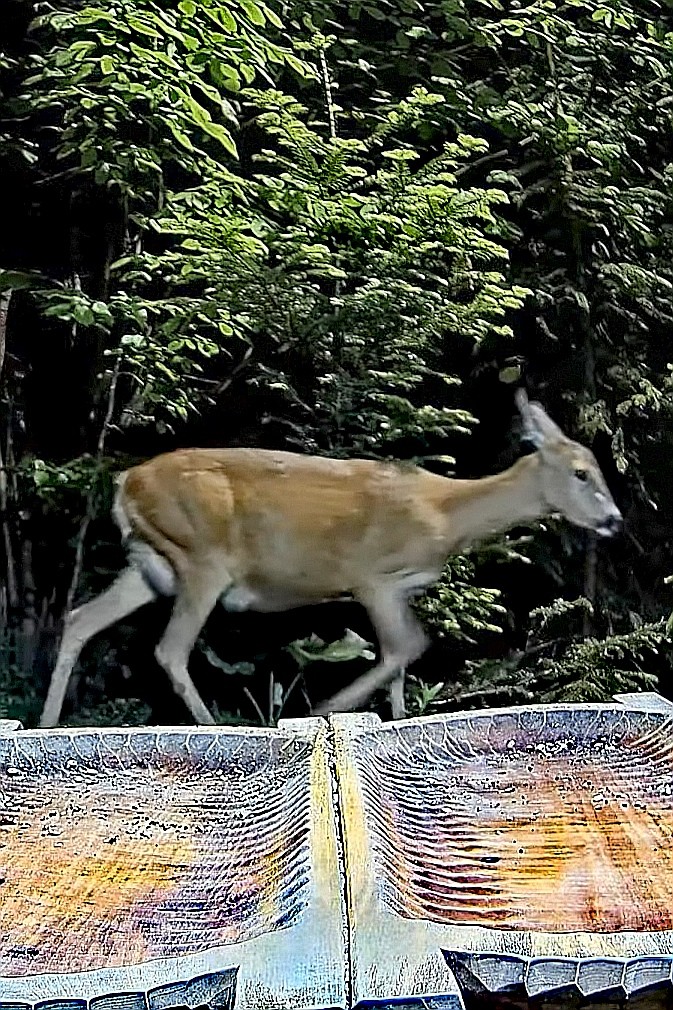 livebirdspoland_40c9fa0d7bd4f6a08eb8cc48975c5ad6.jpg