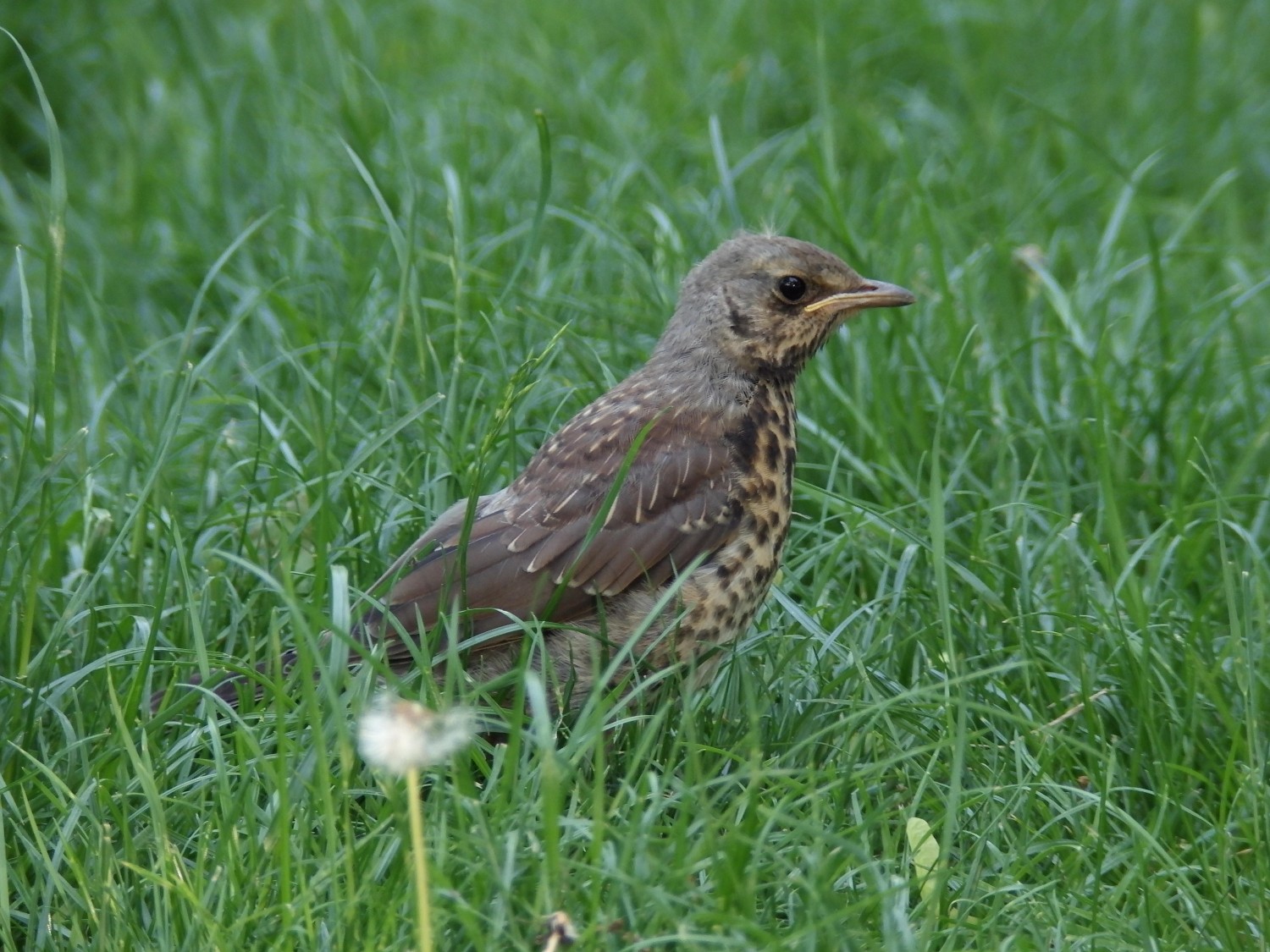 livebirdspoland_6bdd15a4c1f31659aa3cf2169c5f6585.jpg