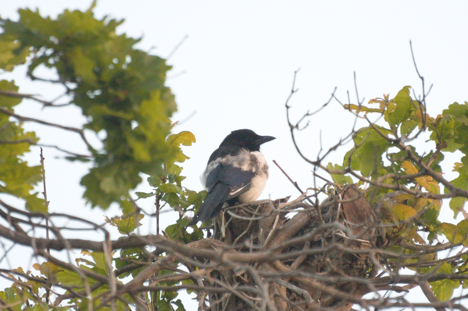 livebirdspoland_84712b535868432396aea135de339437.jpg