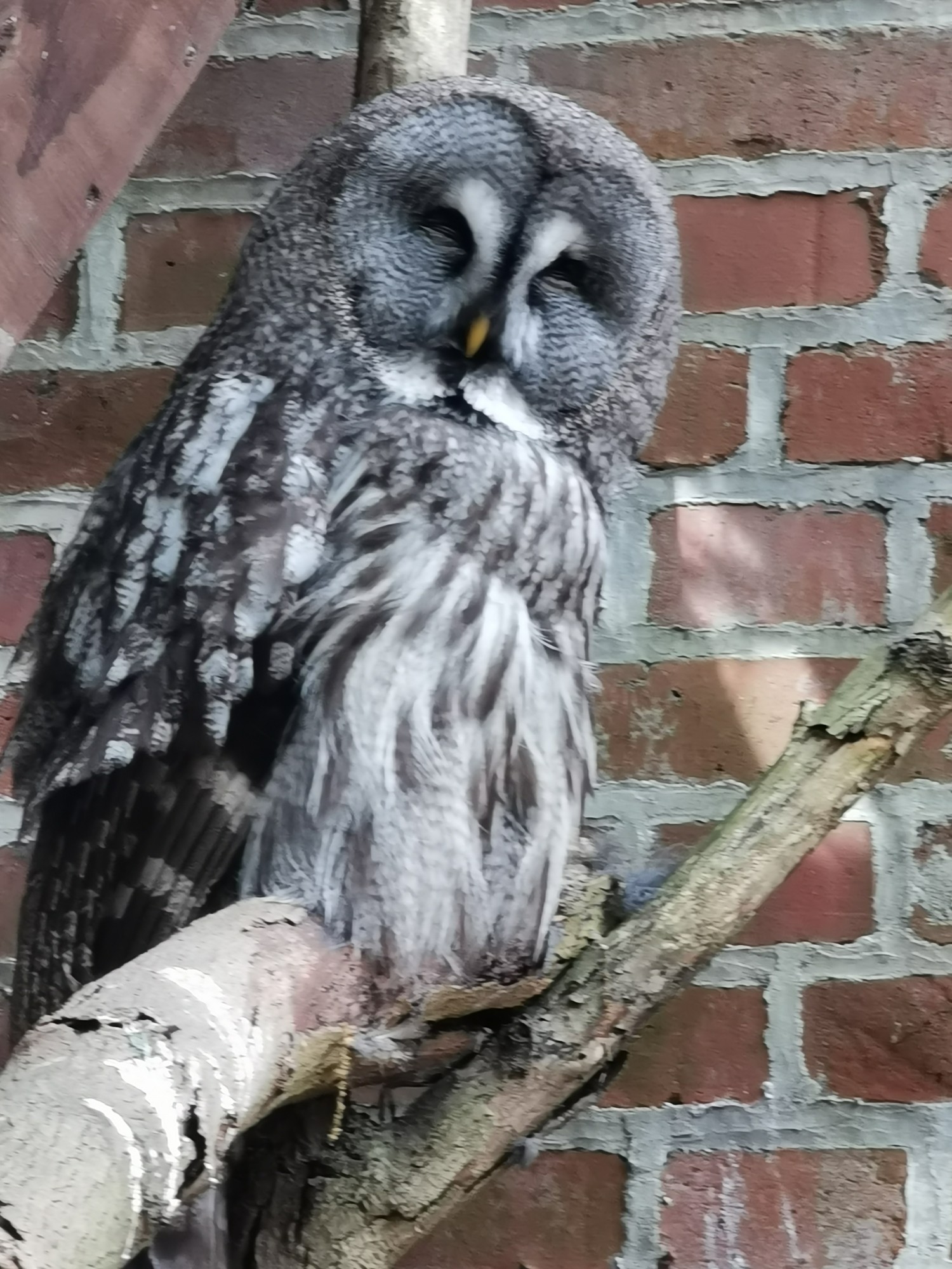 livebirdspoland_d00eddc5db4c6f57525cffb8afaeac6c.jpg