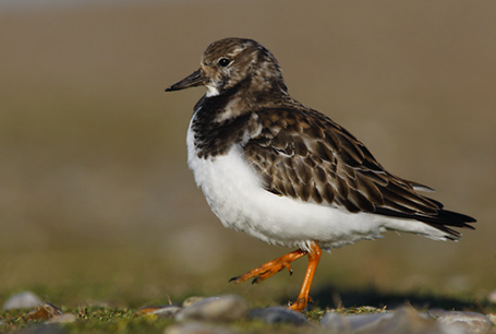 livebirdspoland_f99d664e2c113f02f4702fc0c0b0a0de.png