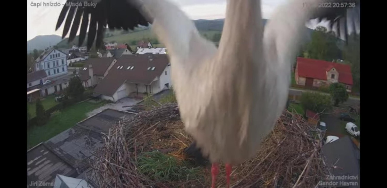 livebirdspoland_08428859356d5bdbec8642f5c6cc486b.jpg