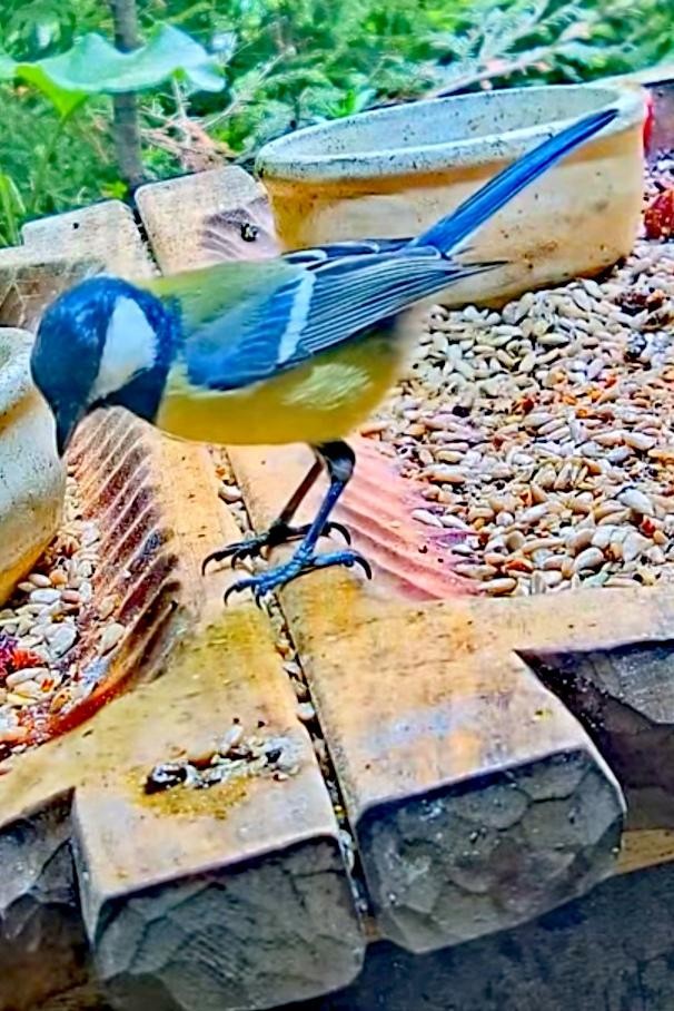livebirdspoland_4c8ff76c57e673059a2e43d1e22b71eb.jpg