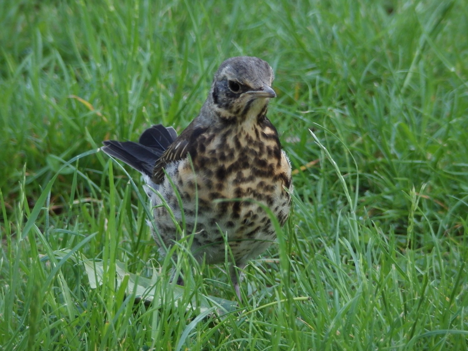 livebirdspoland_3ec7f9f3f0d41c7e37b96a5b12e62b34.jpg