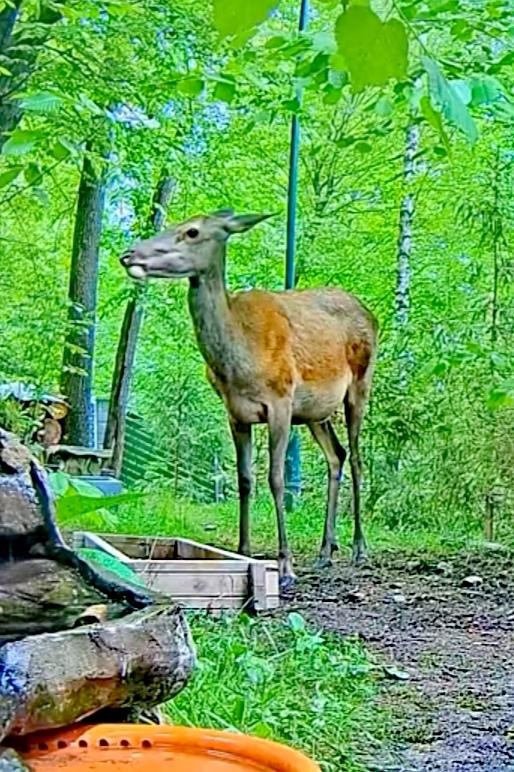 livebirdspoland_9e351dfdaa006b2a5ec9ad8035ff7d18.jpg