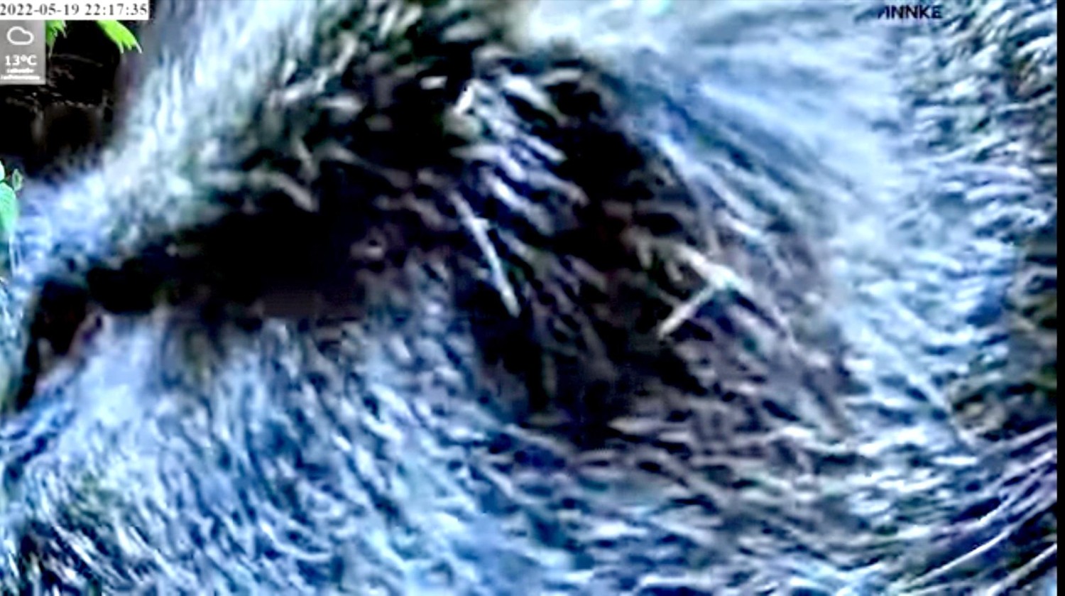 livebirdspoland_b15ad21cc07df2bdf77a84d95a133fdb.jpg