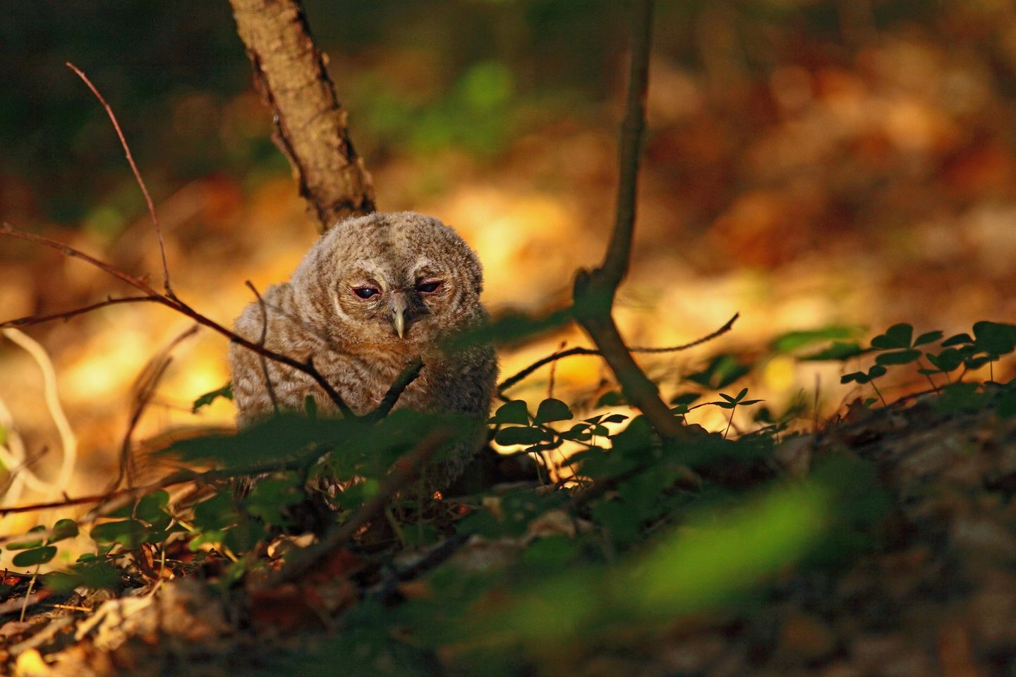 livebirdspoland_43e0a021b2ad1bbe0b4561cb3fb501af.png
