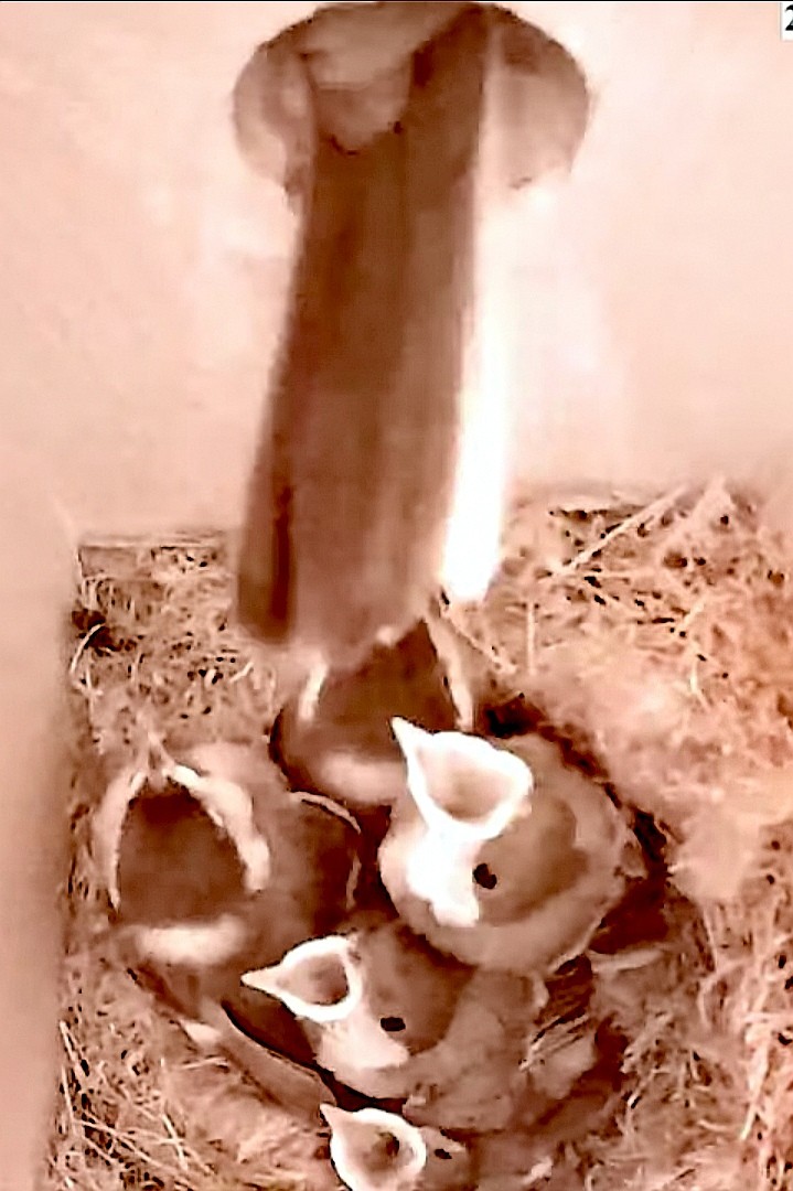 livebirdspoland_764b0e97e94086e6f364ecc91054143b.jpg