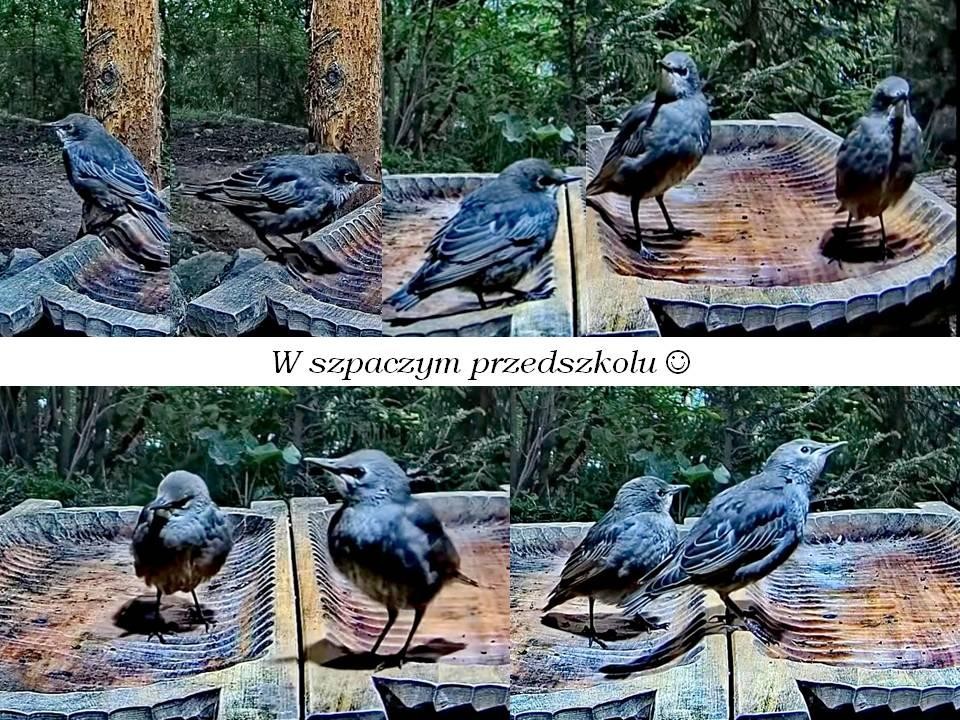 livebirdspoland_86cf938f19dec1cb2f4d26714e9a7c18.jpg