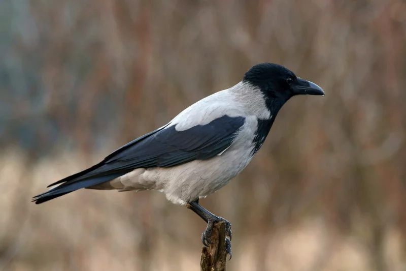 livebirdspoland_910f79275213c3475eca99600dcf694d.png