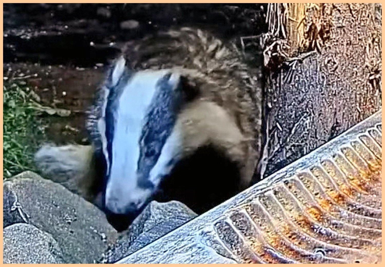 livebirdspoland_dbef8e1c2ac313a38c79cdf3b2831aa9.jpg