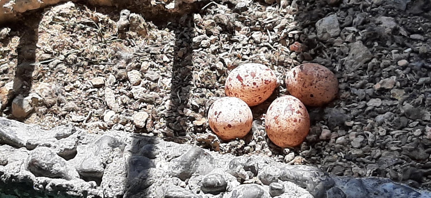 livebirdspoland_1dd32e0b9f080fd4526ce9b70fea910e.jpg