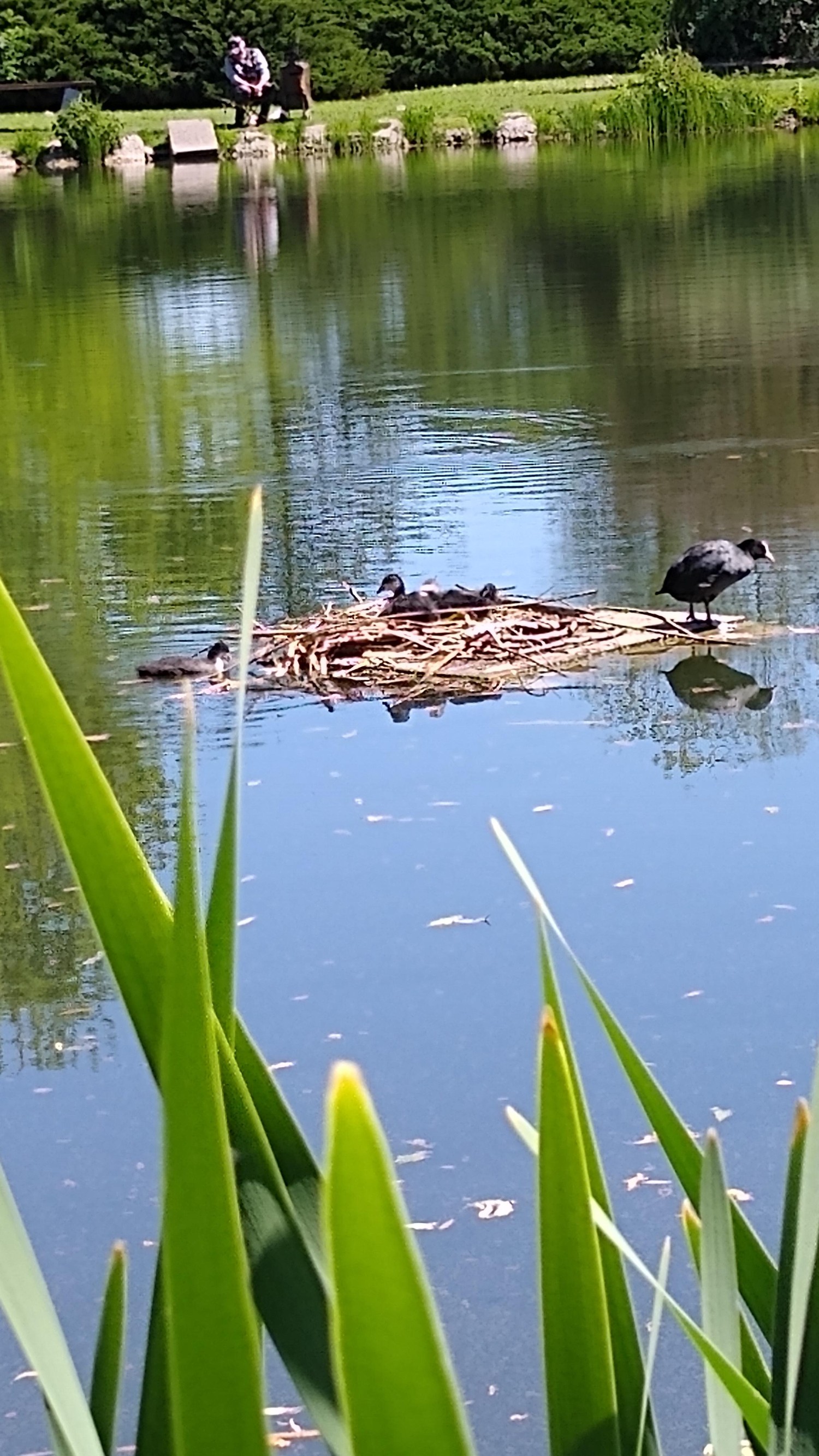 livebirdspoland_c33b318a5a73c5da1f958d9442b5bb04.jpg