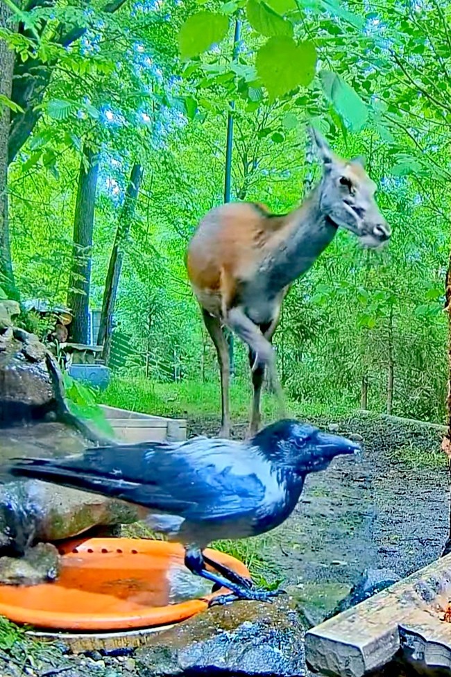 livebirdspoland_11d163f14ebc0638bd94b44ce1719e45.jpg