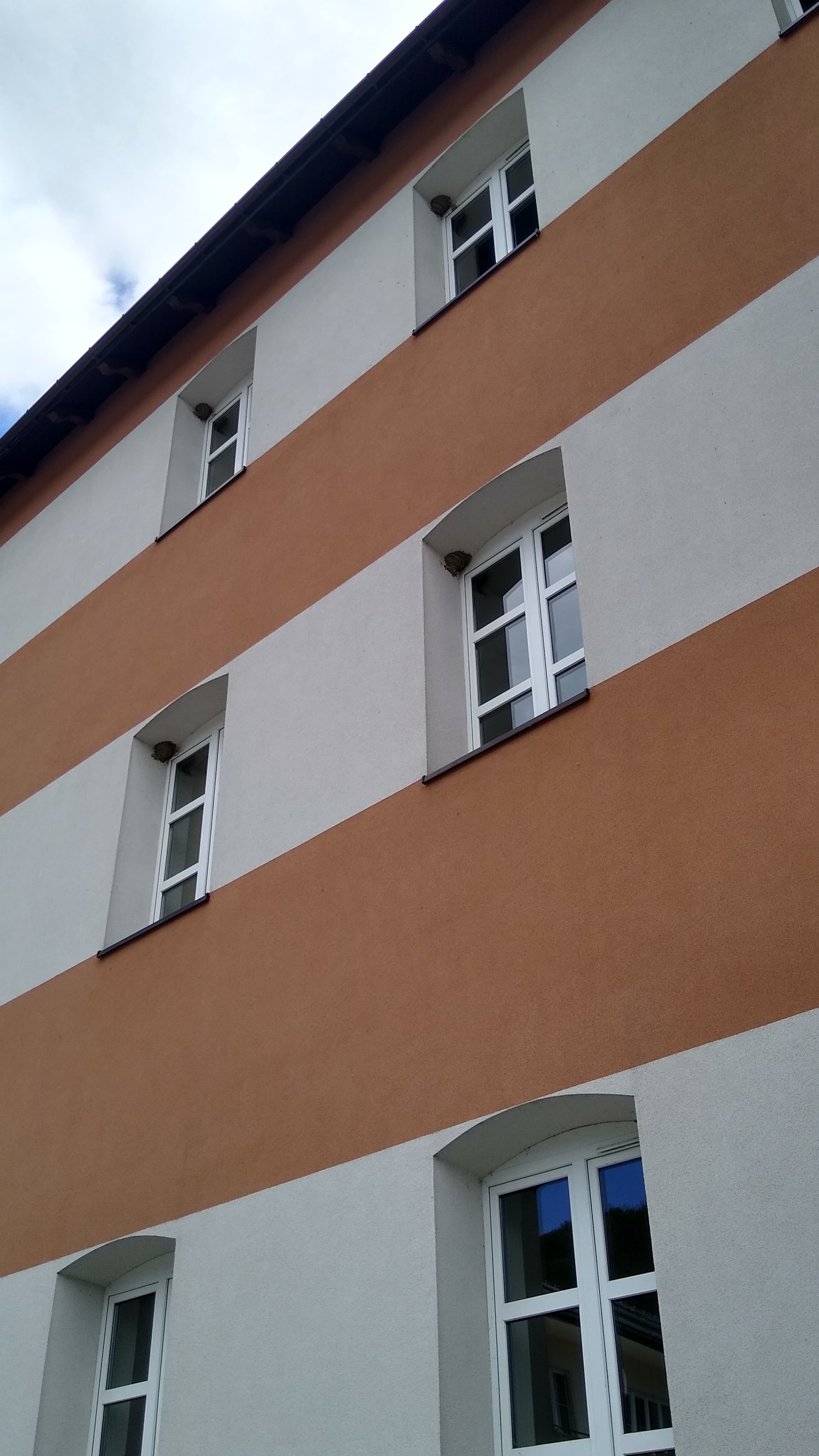livebirdspoland_b83598bd20864a3410698ca52b3c7b07.jpg