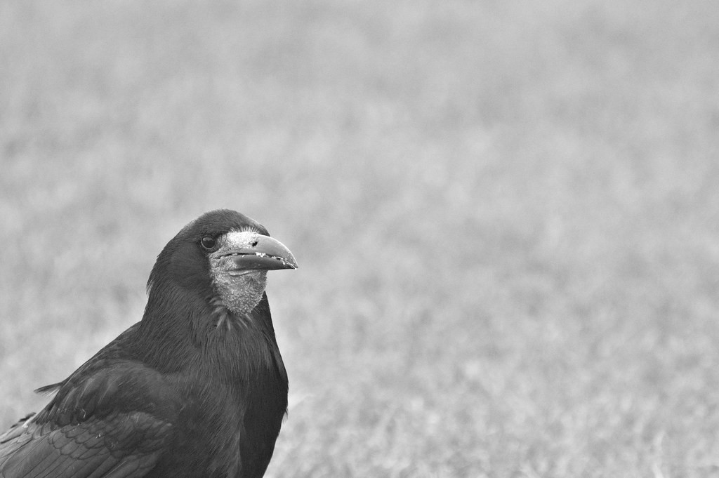 livebirdspoland_d6e06b5b3b463ec57ae7ac2718006480.jpg