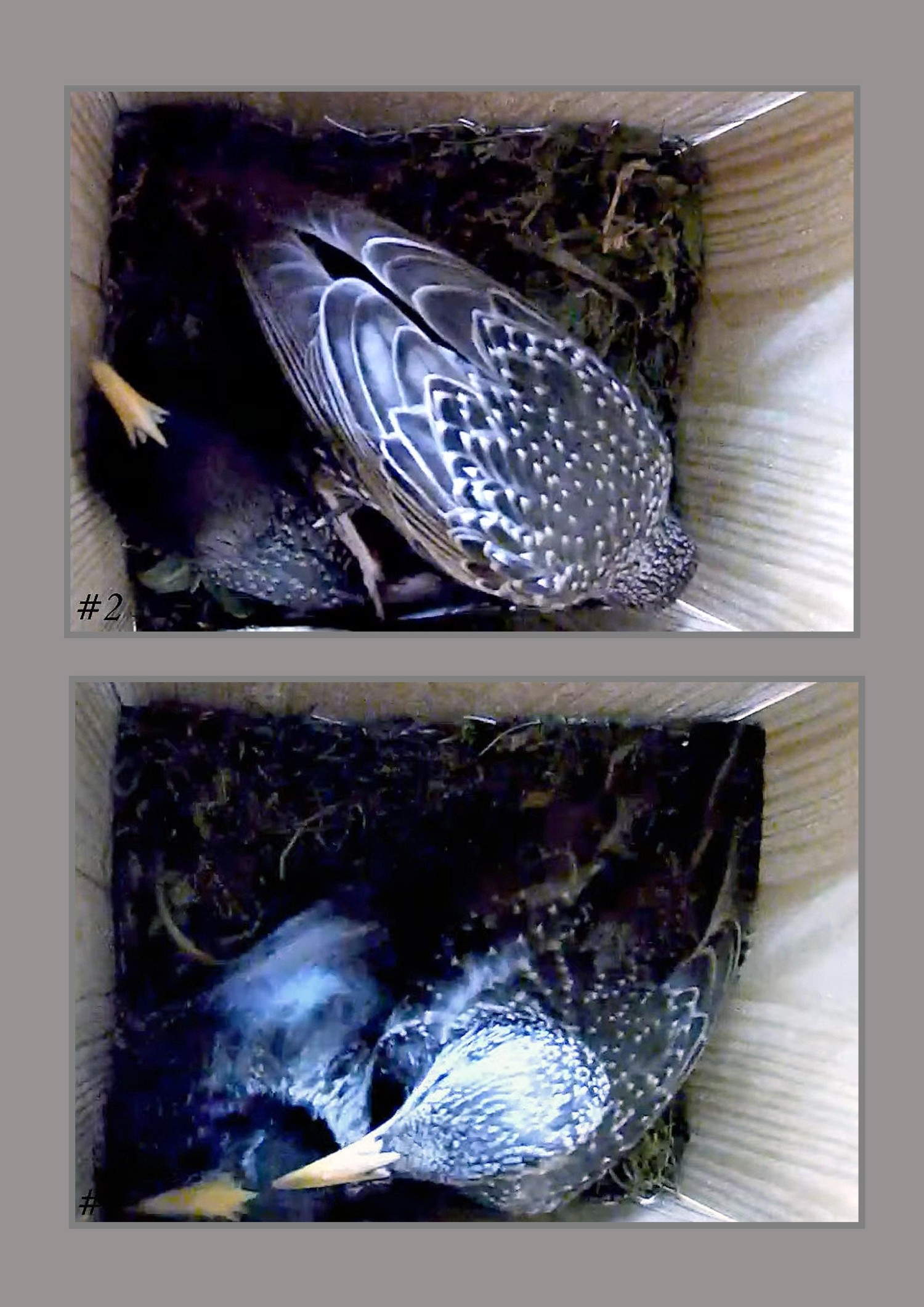 livebirdspoland_fe7f61d7492535de310e53f69665d048.jpg